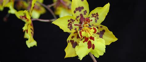 Care of Oncidium - Smithsonian Gardens