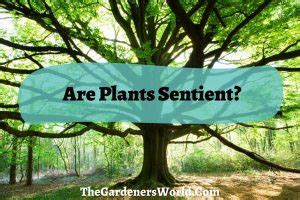 Are Plants Sentient? An In-Depth Analysis - The Gardeners World