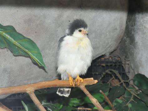 The Online Zoo - Pygmy Falcon