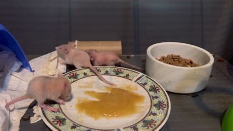 Baby rats playing - YouTube