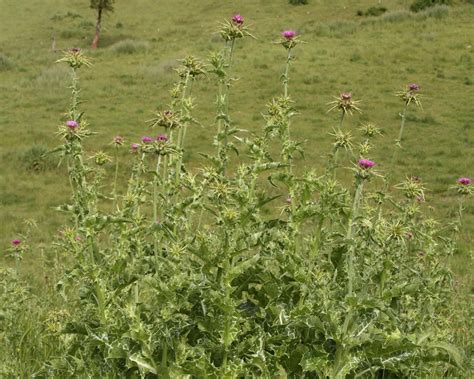 Milk Thistle (Silybum marianum) - Tualatin Soil and Water Conservation ...