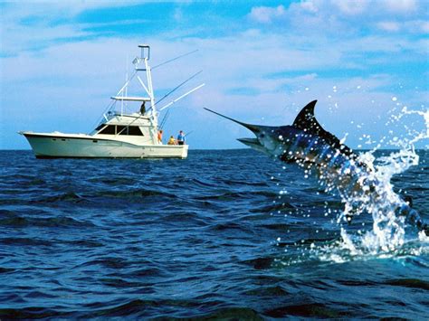 Everything You Need to Know About Destin Fishing Charters