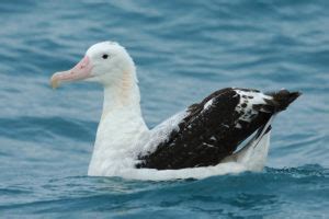 Wandering Albatross Wingspan: How Big it Is & How it Compares to Other ...