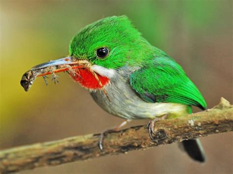 An adult Puerto Rican Tody, Todus mexicanus, with freshly caught... | Download Scientific Diagram