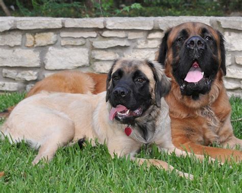 Fluffy English Mastiff Pair | Darling will be playing with S… | Flickr