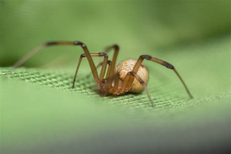 Spiders in Florida Series – Brown Widow - Drive-Bye Pest Exterminators