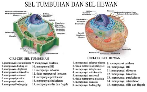 makalah: SEL HEWAN DAN SEL TUMBUHAN