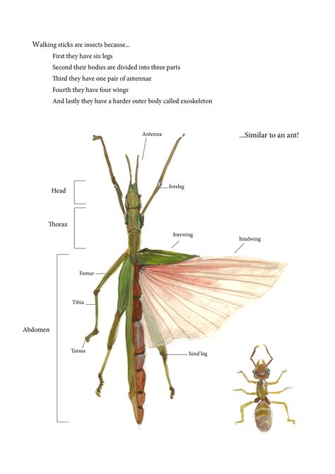 About Stick Insects on Behance