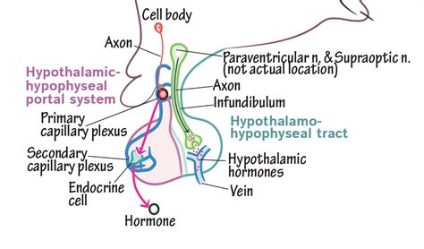 Neuroanatomy Glossary: Pituitary gland, neurohypophysis (posterior lobe ...