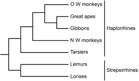 Classification of primates [12]. Strepsirrhines and haplorrhines are... | Download Scientific ...