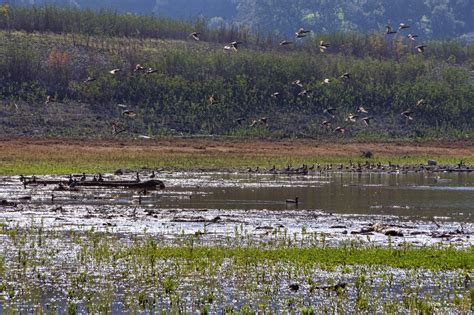 Wetland Birds Free Stock Photo - Public Domain Pictures