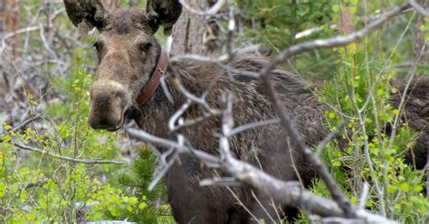 Moose Study: Wildlife Officials Tracking Calving Rates In Northern ...