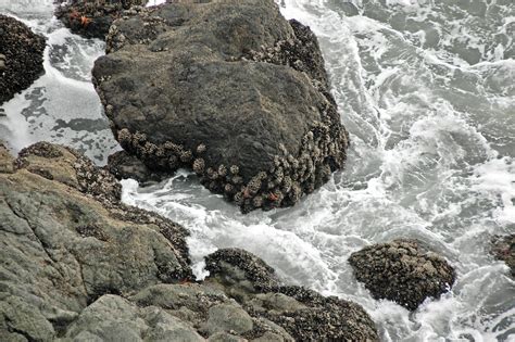 Rocky intertidal zone organisms (Point Bonita, Marin Penin… | Flickr