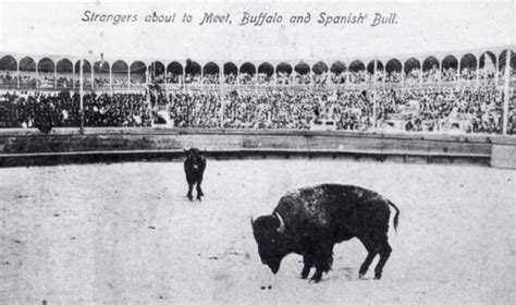 The Buffalo Vs. the Bull