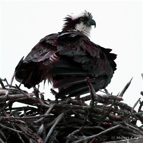 Osprey Nesting on the Island | Noni Cay Photography