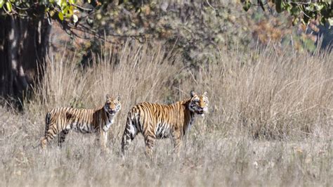 Luxury Kanha Tiger Reserve Tours, Private & Tailor-made | Jacada Travel