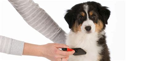 How to Brush Your Dog | Four Paws