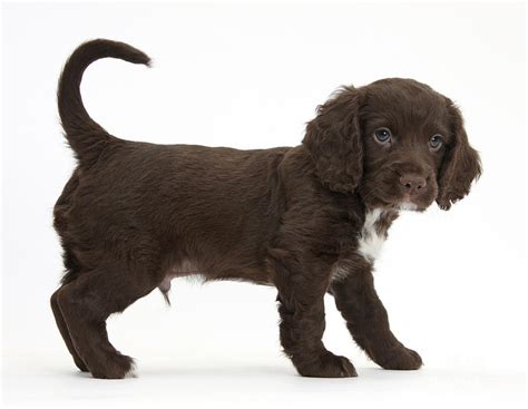 Cocker Spaniel Puppy Photograph by Mark Taylor - Pixels