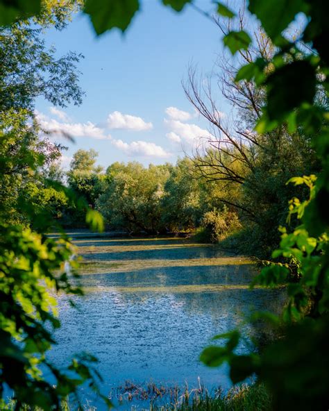 Image libre: marais, canaux, terrain marécageux, écosystème, plante aquatique, eau, parc, arbre ...