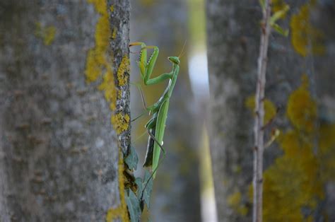 Mantis Insect Insects - Free photo on Pixabay