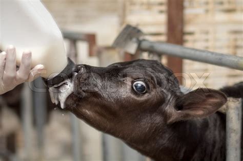 Little baby cow feeding from milk ... | Stock image | Colourbox