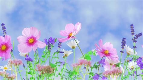 Wild Flowers Google Meet Background