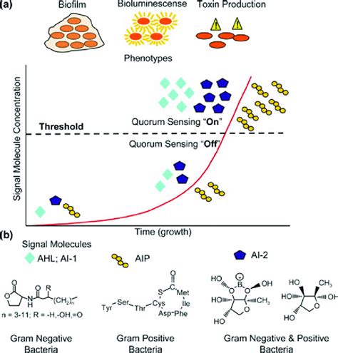 6 Schematic representation of the triggering of a quorum sensing system... | Download Scientific ...