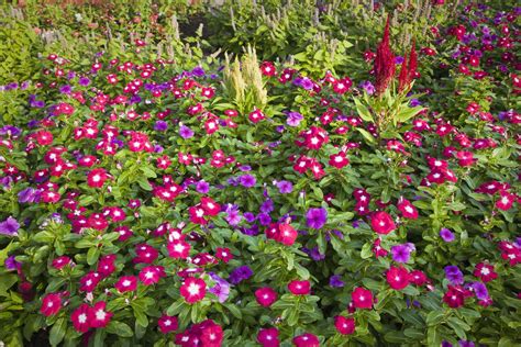 Annual Vinca Flowers: Growing the Madagascar Periwinkle