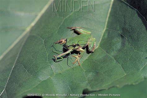 Narrow-winged Mantis stock photo - Minden Pictures