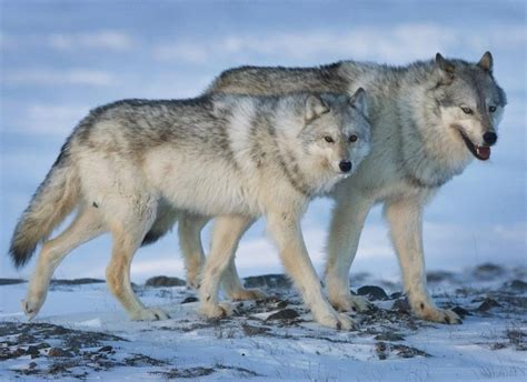 Quebec’s plan to protect caribou by killing wolves sparks criticism - Montreal | Globalnews.ca