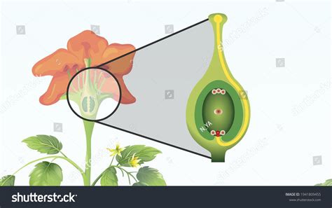 Double Fertilization In Flowering Plants