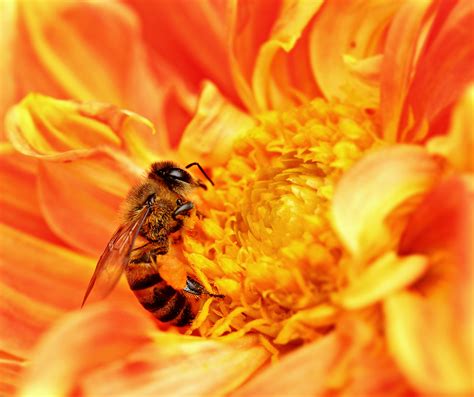 File:Honey Bee takes Nectar.JPG - Wikipedia