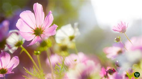 20+ Sunflower Companion Plants: A Quick Guide To Garden Harmony