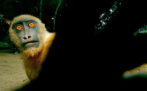 Funny Monkeys Wallpapers - Wallpaper Cave