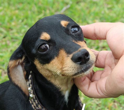 Chiweenie Puppies For Adoption - Chiweenie dog for Adoption in Princeton, MN. ADN-737700 on ...