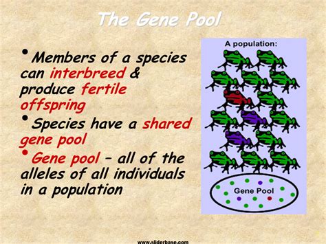 Population Genetics - Presentation Biology