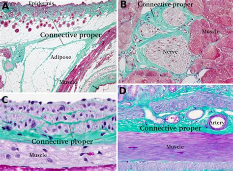 Connective Tissue Examples In The Human Body