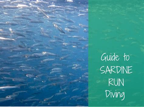 Guide to Sardine Run diving - More Fun Diving