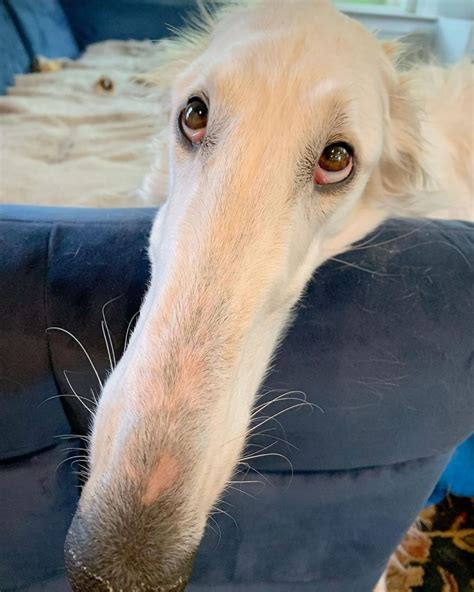 Meet Eris, The Borzoi Sighthound Dog With The World’s Longest Nose