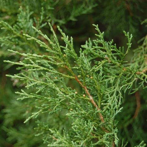 25 Eastern Red Cedar Tree Seeds Yard, Garden & Outdoor Living Items ...