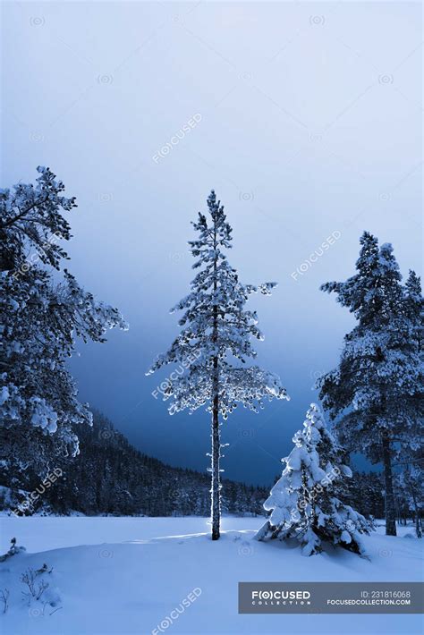 Pine Trees in winter landscape, Oslo, Norway — travel, snow - Stock Photo | #231816068