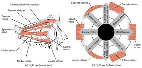 Épinglé par David Barragán sur neurorhb | Anatomie oeil, Anatomie physiologie, Anatomie des muscles