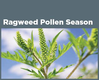 Climate Change Indicators: Ragweed Pollen Season | US EPA