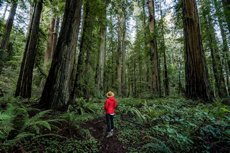 9 EPIC Hikes at REDWOOD NATIONAL PARK (+Helpful Video)