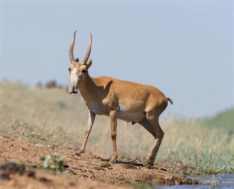 Saiga Antelope Facts - Fact Animal