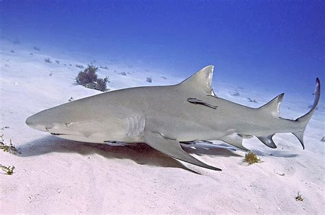 Requiem Shark: The Large Predatory Shark - Ocean Info