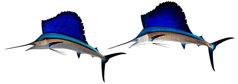 Atlantic Sailfish Mounts by King Sailfish Mounts