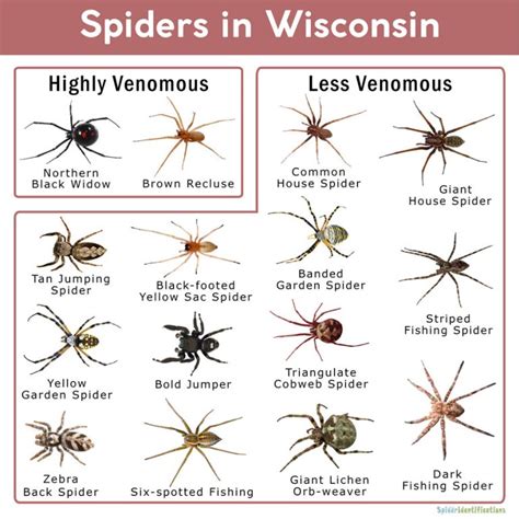 Spiders in Wisconsin: List with Pictures