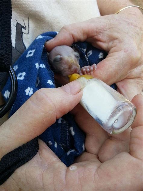 These Orphaned Baby Bats In Australia Have Found The Care They Need