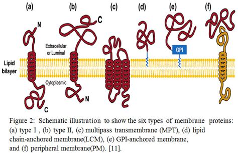 Multilabel Classification of Membrane Protein in Human by Decision Tree ...